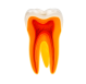 tooth - dotdental